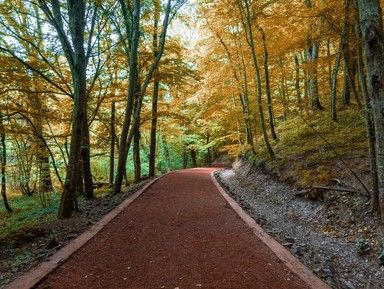 Белградский лес