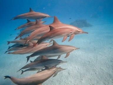 Бухта дельфинов