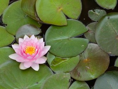 Долина лотосов