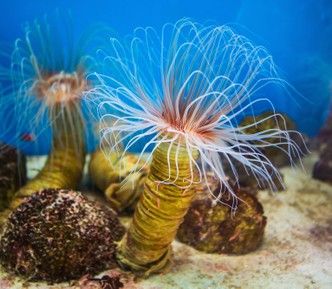 Институт океанографии