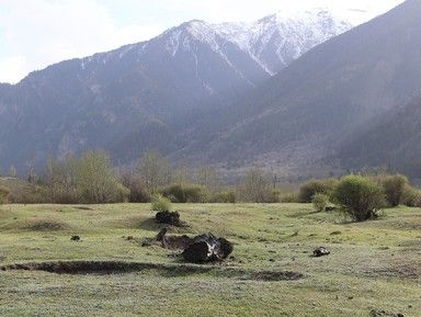 Косыгинская поляна