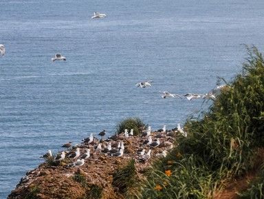 Охотское море