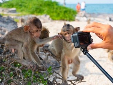 Остров обезьян