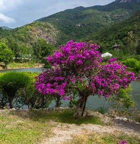 Остров орхидей